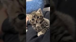 The Smartest Cat Alive 