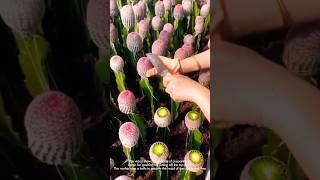 Cactus grafting process