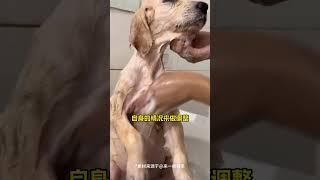 养狗必看｜狗狗需要多久洗一次澡？#pets #dog #bathing