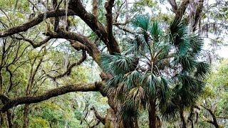 Xterra Overland - Francis Marion National Forest - South Carolina