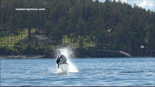 Bigg's (transient) Killer Whales on an EPIC Steller Sea lion hunt! San Juan Island, WA