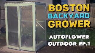 How To Grow Autoflower Cannabis Outdoor  Dutch Passion Blueberry Autos Ep.1