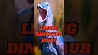 SHOEBILL: Dinosaur bird or living fossil! #shortvideo #viralvideo #facts