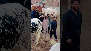 Hassan Qureshi 302 Farm With Jigrii  #302 #shorts #youtubeshorts #viralvideo