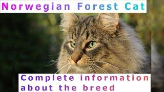 Norwegian Forest Cat. Pros and Cons, Price, How to choose, Facts, Care, History