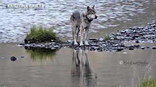 Wildlife enthusiasts mourn the loss of Yellowstone’s oldest wolf