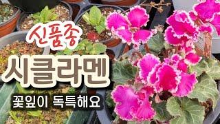 꽃잎이 화려하고 독특한 시클라멘 신품종 소개합니다(수안정원)