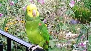 Toby the Parrot talking, Riverside Park Garden PART 2 (DIRECTORS CUT)