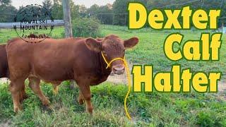 Dexter Calf Halter DIY: Custom Made to Fit