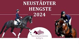 Neustädter Hengste 2024