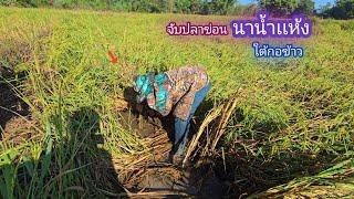 จับปลาข่อน ตัวสวยๆ ในนาข้าวน้ำเเห้ง ทำเมนูกินข้าวป่า / บ้านนอก EP.818