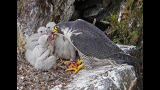 Peregrine Falcon Nesting 4k HQ