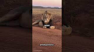 Man Survives Lion Attack