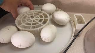 How to incubate duck eggs. Start to finish using kebonnixs incubator.Candling duck eggs and hatching