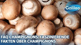 Von Superfood bis Delikatesse: Was du über Champignons wissen solltest