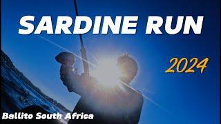 Sardine Run 2024. Epic Kayak Adventure: Dolphins, Diving Birds, Whales & a Massive Tuna ?