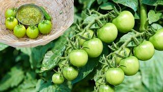 Raw Tomatoes Dinner Idea | Indian Village Cooking