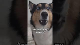 Mad Husky #dog #pet #pets #funny #funnydogs #shorts #dogowner #animals #husky #doglover #cute #dogs