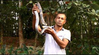 New video of Razzak Biswas of Patuakhali catching a poisonous snake. snake master razzak biswas patuakhali