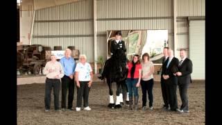 The Story of KFPS Friesian Stallion Alert 475 Sport