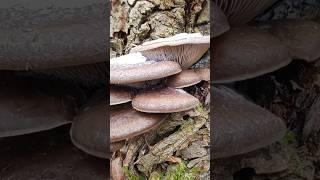 ЗИМНИЙ ГРИБ - ВЕШЕНКА! Ищите и найдёте!#mushroom #грибы #nature #fungi #природа #грибоедов