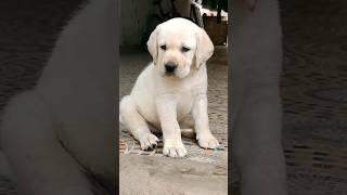 #labrador ᴘᴜᴘᴘɪᴇs ᴀᴠᴀɪʟᴀʙʟᴇ | ᴍᴏʀᴇ ᴅᴇᴛᴀɪʟs ᴏɴ ᴍʏ ᴅᴇsᴄʀɪᴘᴛɪᴏɴ.#labradorretriever#shorts#starzkennel