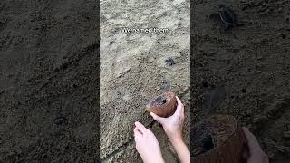  KL HONEST PLACES REVIEW - Release Baby Turtles in Malaysia - Rimbun Dahan Turtle Hatchery