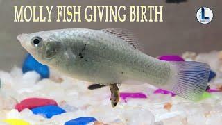 MOLLY FISH GIVING BIRTH TO BABIES|MOLY FISH DELIVARY|LABOUR|LABOR|MOLY FISH BABIES.