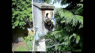 Blue Tits Attack Woodpecker