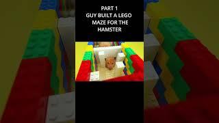 Chomik chodzi po labiryncie ! This guy built a maze for a hamster #shorts