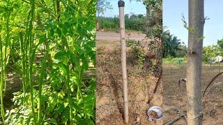 முருங்கை நடவு முறை | Murungai Valarpu in Tamil| Drumsticks tree in Tamil | Secrets of Drumsticks