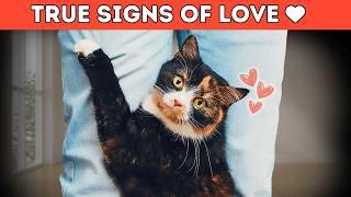 Signs Your Cat is Totally Obsessed with You