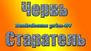 Червь Старатель .Условия разведения червей .Разведение червя старатель.Черви для  биогумуса.