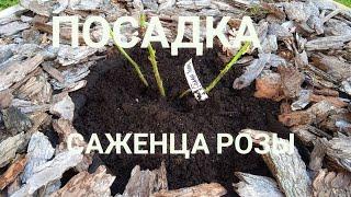 Посадка саженца розы