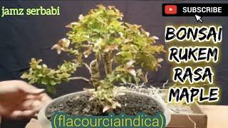 Review Penampakan Bonsai Rukem setelah Dua Minggu Digundul@jamzserbabi