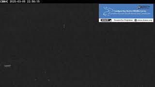 CBMWC Dolphin Watch Live: 2025-03-05