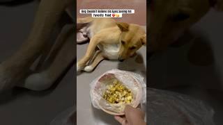 Dog Can't Believe His Eyes Seeing His Favorite Food! #shorts #ytshorts #goldenretriever #cutepet