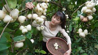 Clever girl harvest rose apples to sell at the village - Duong harvesting, amazing daily life