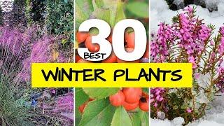 ️ Best Plants for Winter Interest in the Garden