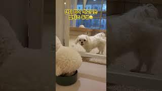 나도 좀 묵자 단디오빠…
