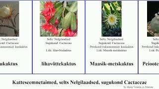 Katteseemnetaimed, selts Nelgilaadsed, sugukond Cactaceae angiosperms kuukaktus Natural Haugen