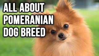 Pomeranian Dog Breed 101; #1 Cutest Dog Breed In the world