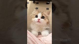 Cutest Kittens Meowing #cat #cute #kitten #shorts