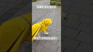 [삽살이]청순이 우의를 사다!