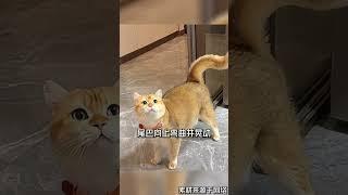 猫咪的尾巴，早就出卖了它的心情️#科学养宠攻略 #养猫知识 #养猫经验分享 #萌寵 #貓咪