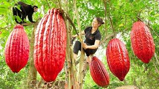 Harvesting Red Cocoa Goes to market sell | Best Tip to make donuts | Gardening, growing vegetables