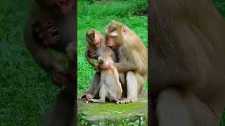 Best Clip Of Baby Monkey Family Real Life. Luno monkey baby i.nc.tes mum to st.o.p Jovi s.eize milk.