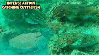 Intense Action on How to Catch Cuttlefish in Day time Spearfishing