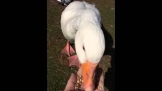 Talk to me goose