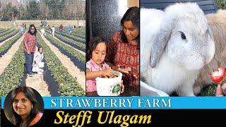 Welcome back to Steffi Ulagam | Strawberry Picking from Farm and Jam Making in Tamil